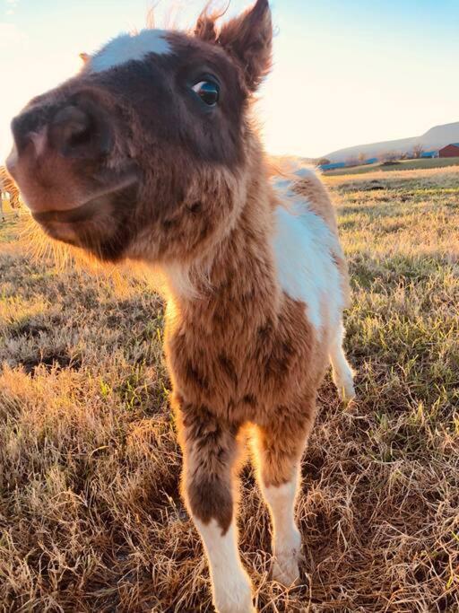 Madeline Farms Villa Luray Dış mekan fotoğraf