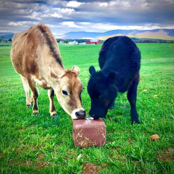 Madeline Farms Villa Luray Dış mekan fotoğraf