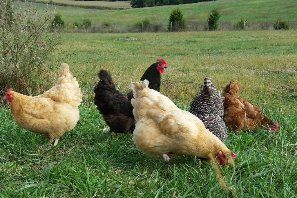 Madeline Farms Villa Luray Dış mekan fotoğraf